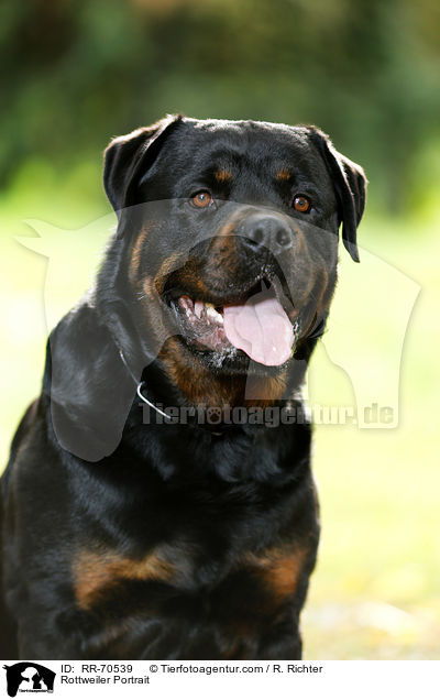 Rottweiler Portrait / RR-70539
