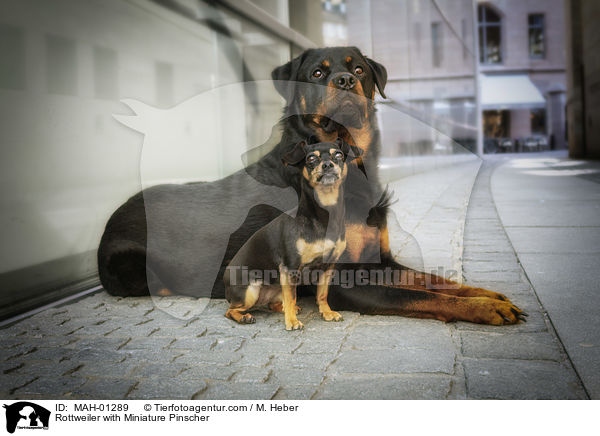 Rottweiler with Miniature Pinscher / MAH-01289