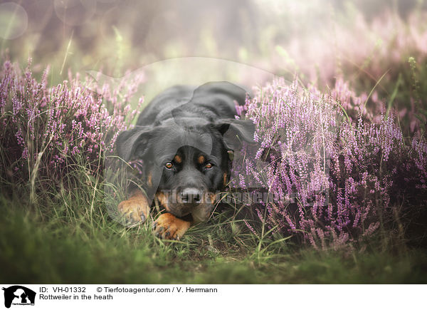 Rottweiler in der Heide / Rottweiler in the heath / VH-01332