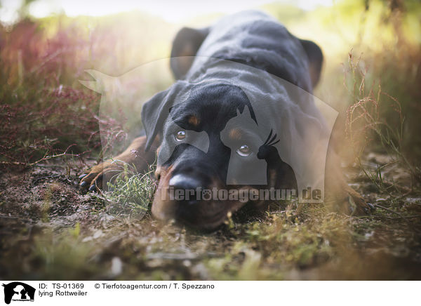 liegender Rottweiler / lying Rottweiler / TS-01369