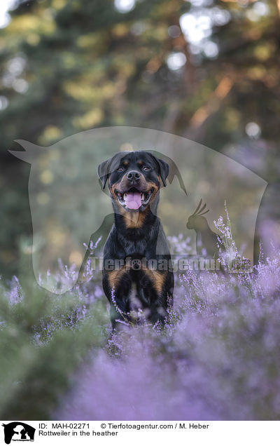 Rottweiler Rde in der Heide / Rottweiler in the heather / MAH-02271