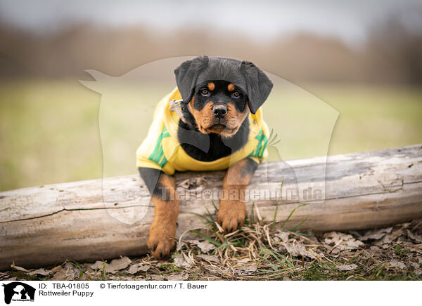 Rottweiler Puppy / TBA-01805