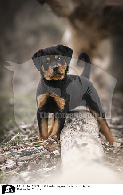 Rottweiler Puppy / TBA-01809