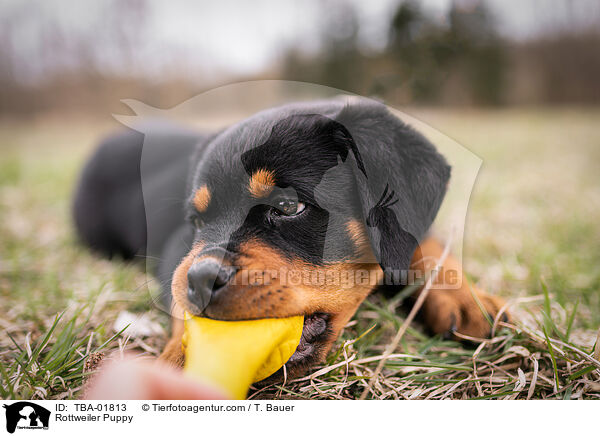 Rottweiler Puppy / TBA-01813