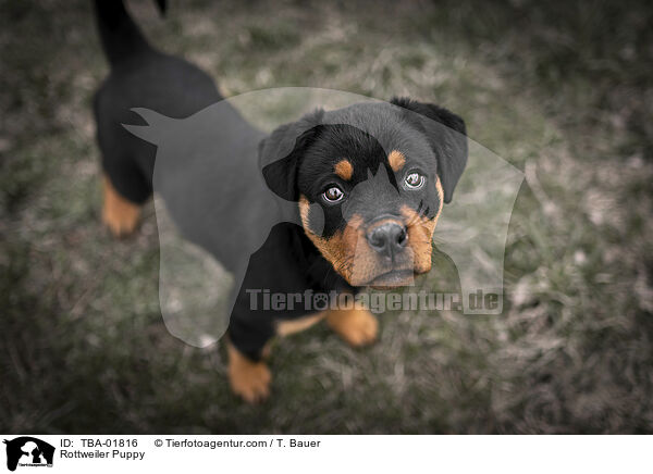 Rottweiler Welpe / Rottweiler Puppy / TBA-01816