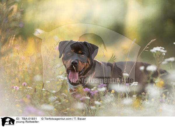 young Rottweiler / TBA-01851
