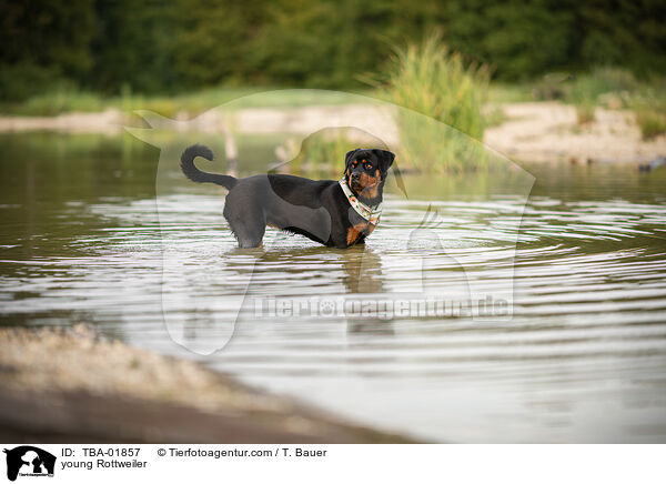 young Rottweiler / TBA-01857