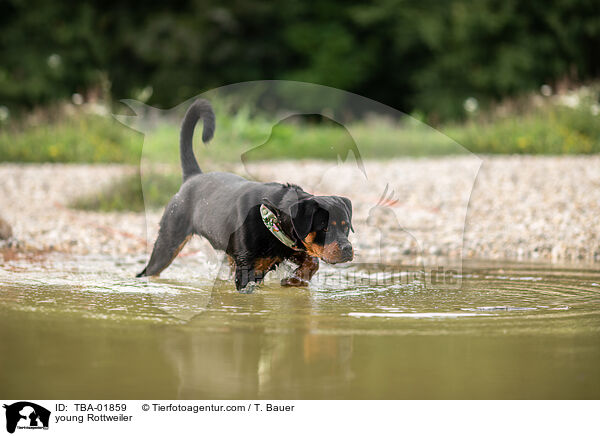 young Rottweiler / TBA-01859