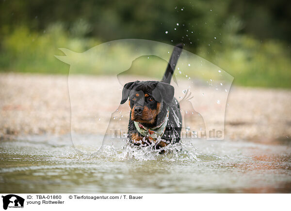 young Rottweiler / TBA-01860