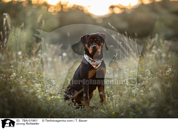 young Rottweiler / TBA-01861