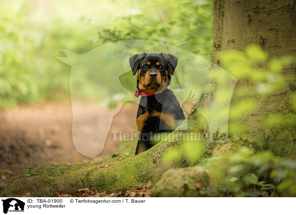 young Rottweiler / TBA-01900