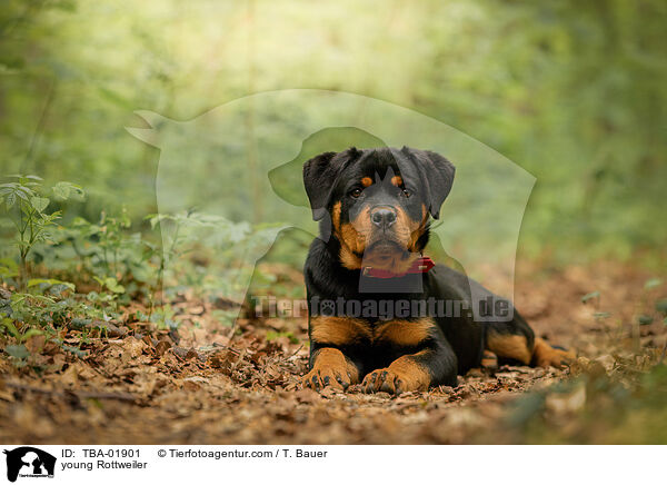 young Rottweiler / TBA-01901