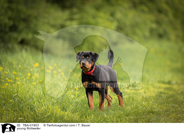 young Rottweiler / TBA-01903
