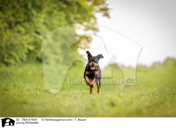 young Rottweiler / TBA-01904