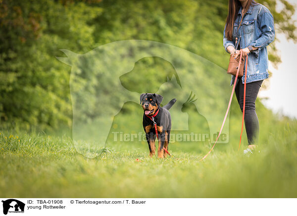 young Rottweiler / TBA-01908
