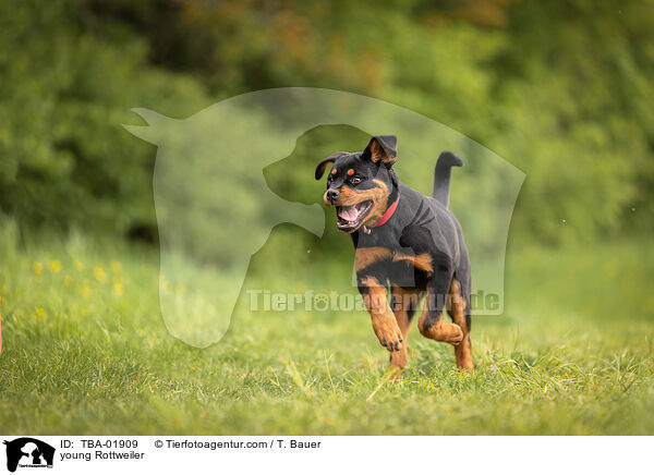 young Rottweiler / TBA-01909