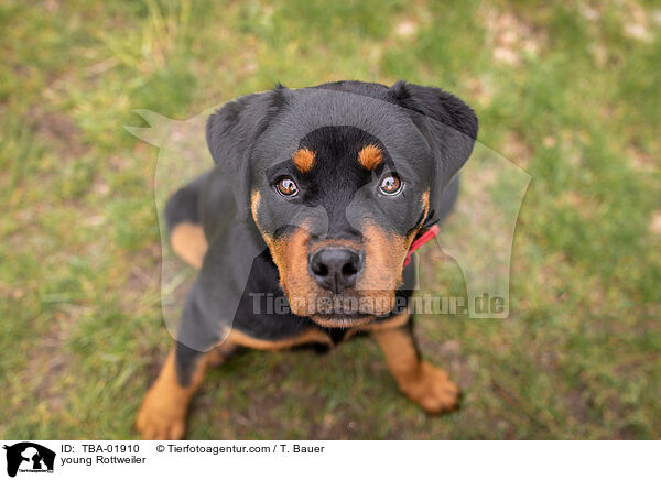 young Rottweiler / TBA-01910
