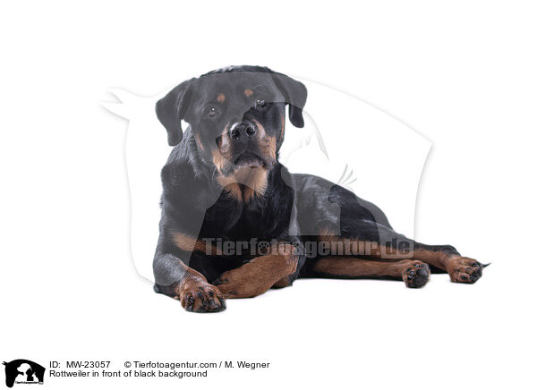 Rottweiler in front of black background / MW-23057