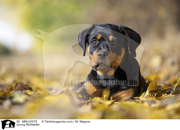 young Rottweiler / MW-23075