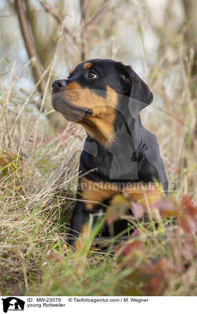 young Rottweiler / MW-23079