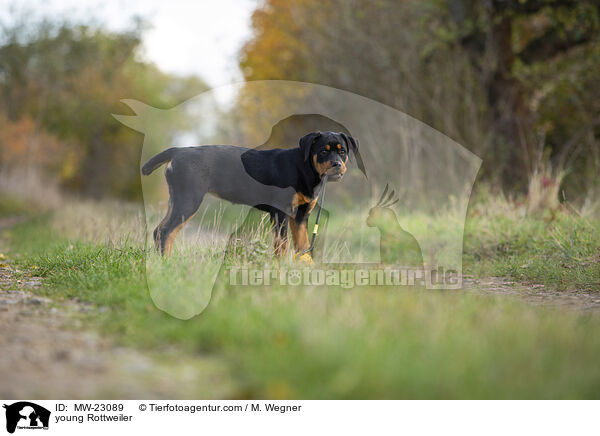 young Rottweiler / MW-23089
