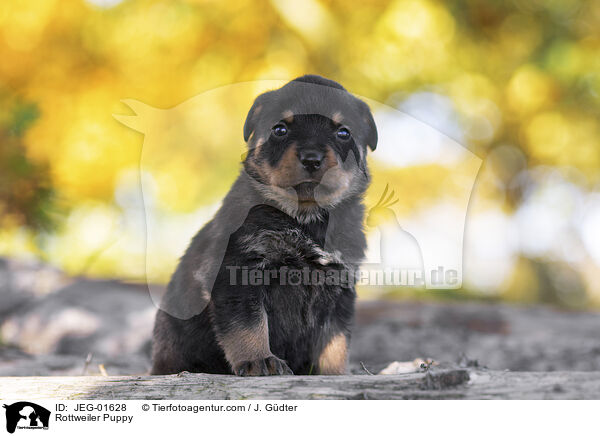 Rottweiler Puppy / JEG-01628