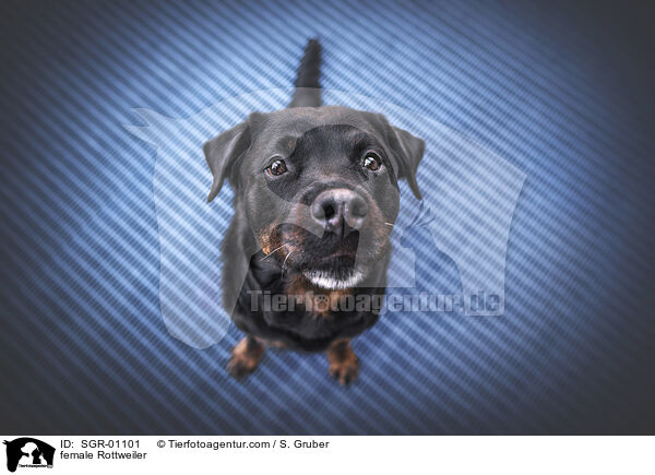 female Rottweiler / SGR-01101