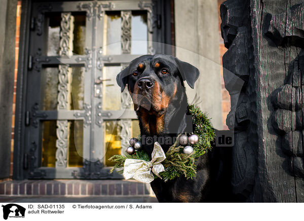 erwachsener Rottweiler / adult Rottweiler / SAD-01135