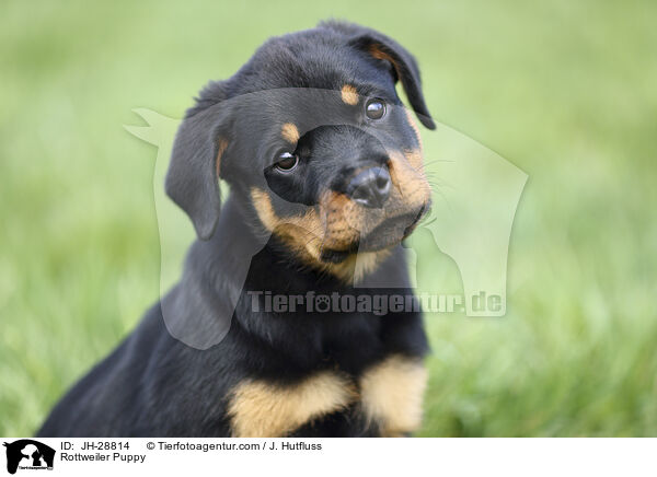 Rottweiler Puppy / JH-28814