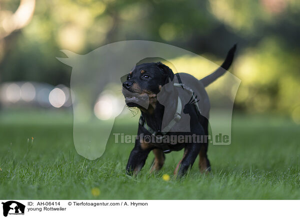 young Rottweiler / AH-06414