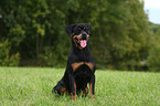 female Rottweiler