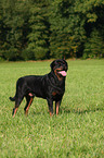 male Rottweiler