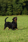 male Rottweiler