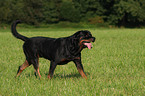 male Rottweiler