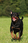 male Rottweiler