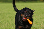 male Rottweiler