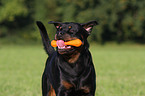 male Rottweiler