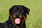 male Rottweiler