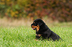 Rottweiler puppy