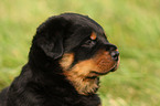 Rottweiler puppy