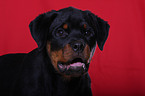 young Rottweiler