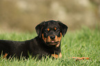 lying Rottweiler Puppy