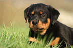 Rottweiler Puppy