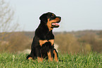 sitting Rottweiler Puppy