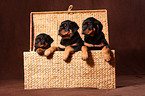 Rottweiler Puppies