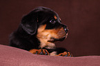 Rottweiler puppy