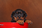 Rottweiler Puppy