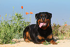 lying Rottweiler