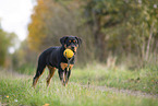 young Rottweiler