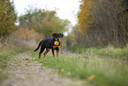 young Rottweiler